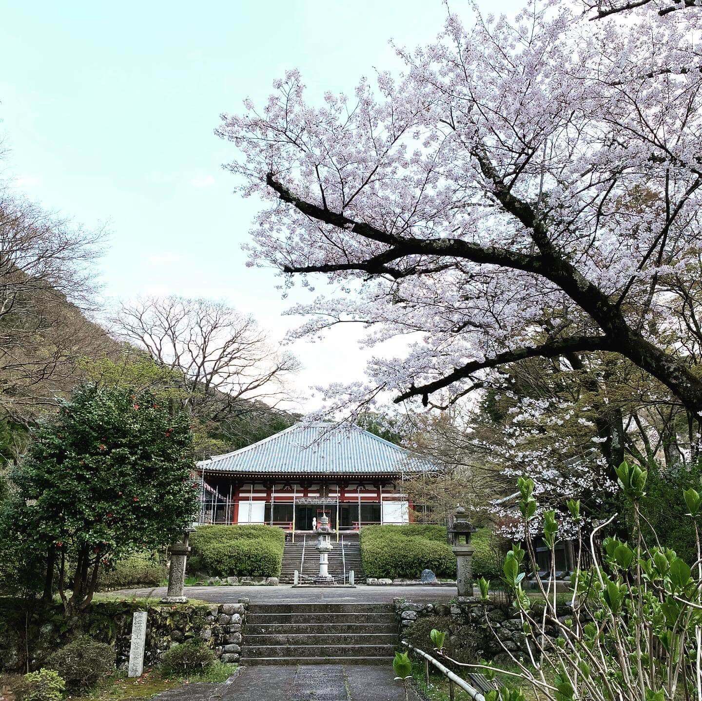 サクラ桜／久安寺