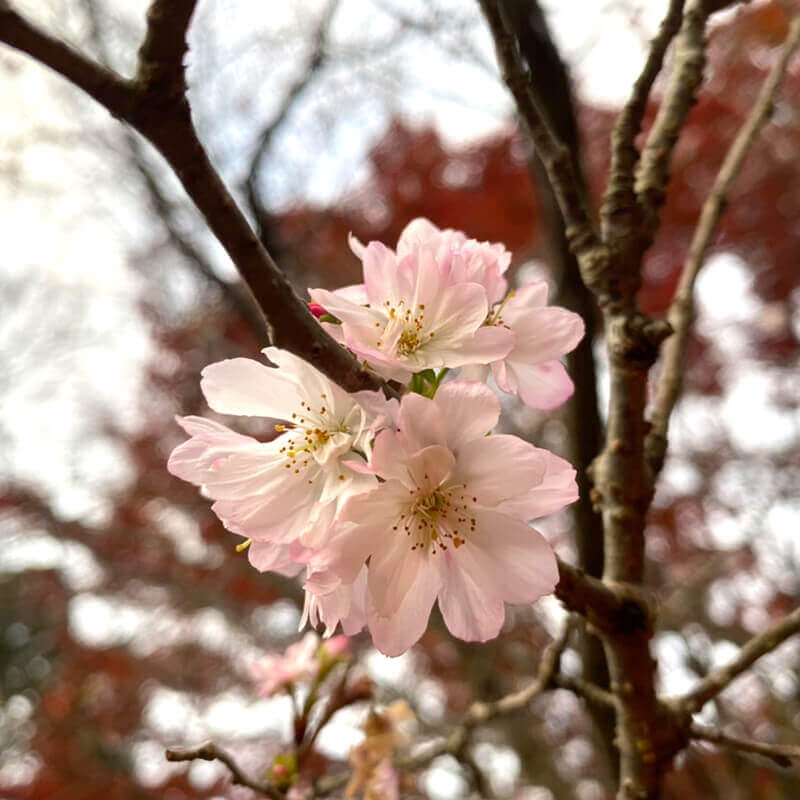 十月桜／久安寺
