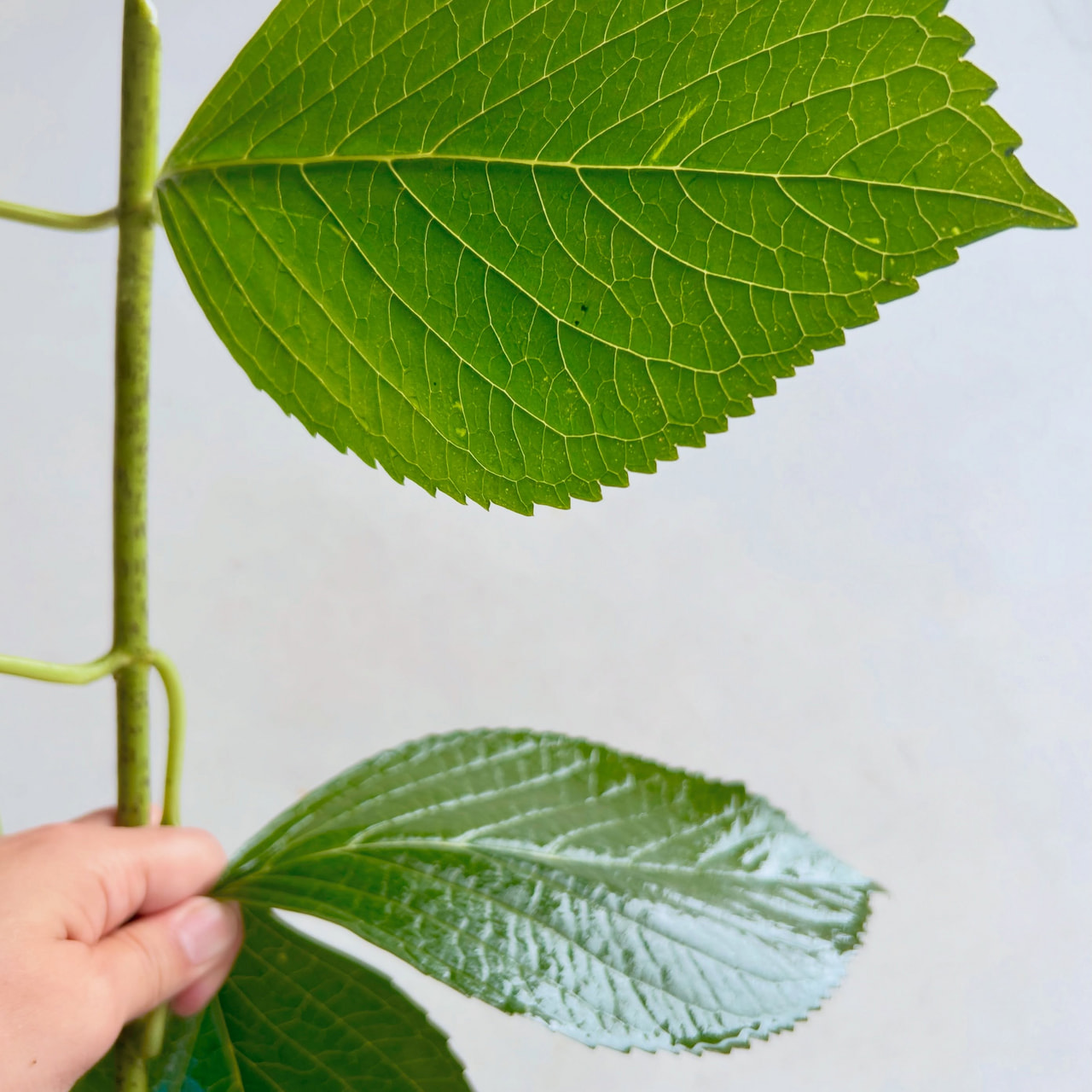 instagram-1782303160355-3.jpg